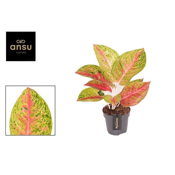 Aglaonema Grand Poppy 12Ø 30cm 1pp