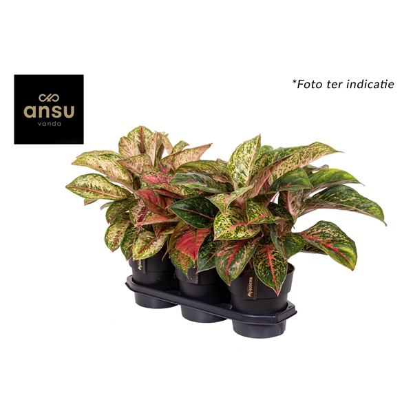 Aglaonema mix exclusive 19Ø 45cm 1pp