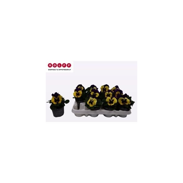 Viola wittrockiana Evo F1 Yellow Duet 9Ø 15cm
