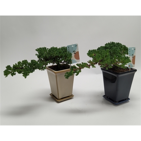 Bonsai Juniperus chinensis Cascade 14Ø 25cm