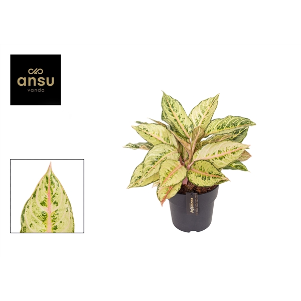 Aglao Chartreuse Pretty 19Ø 45cm 1pp