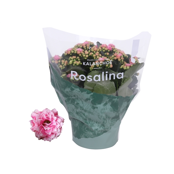 Kalanchoe Blos Rosalina Don Alano 15Ø 27cm