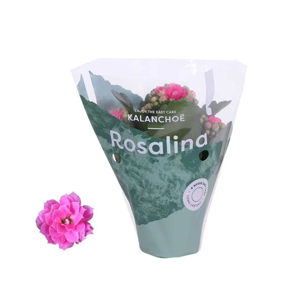 Kalanchoe Rosalina Don Nando 7Ø 15cm