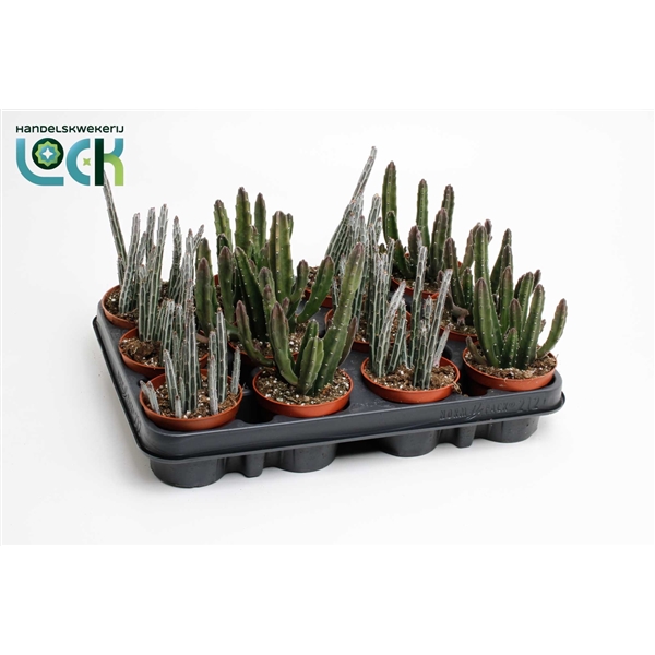Stapelia mix 8,5Ø 20cm