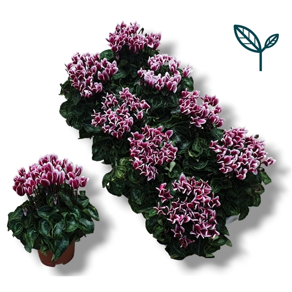 Cyclamen Metis Fantasia Wine Red 10,5Ø 20cm
