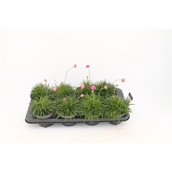 Armeria maritima Rosea 13Ø 30cm
