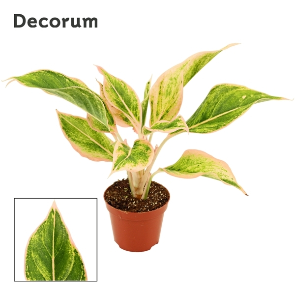 Aglaonema Lipstick Pink 9Ø 25cm 1pp