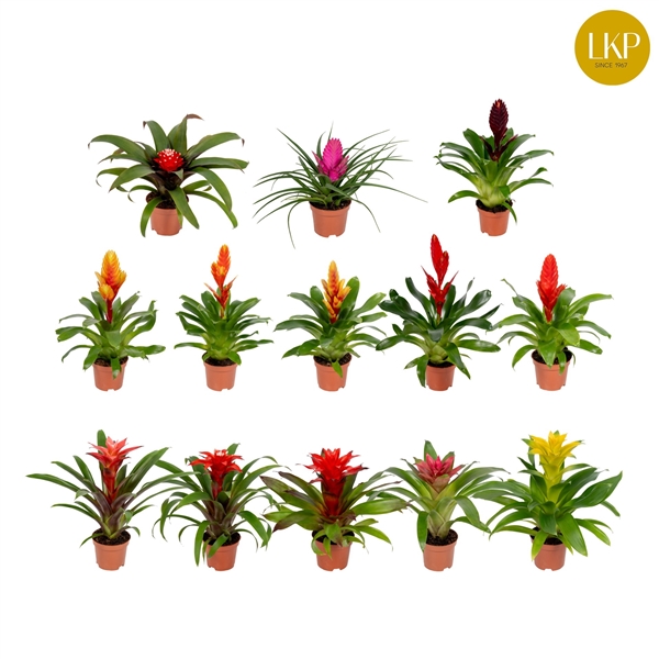 Bromelia Adventure mix 10,5Ø 30cm