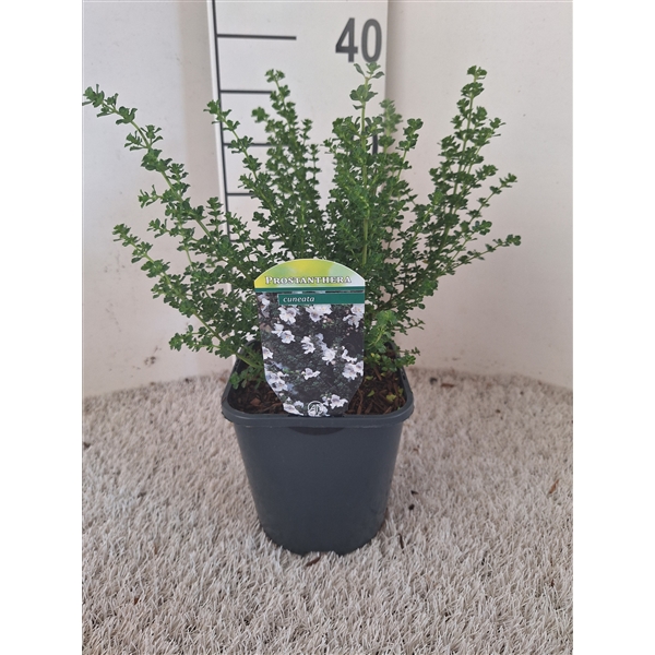 Prostanthera cuneata 17Ø 30cm