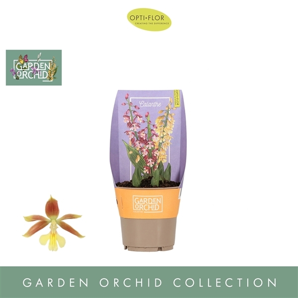 Calanthe gem (Garden Orchids) (Cites) 12Ø 35cm 3st