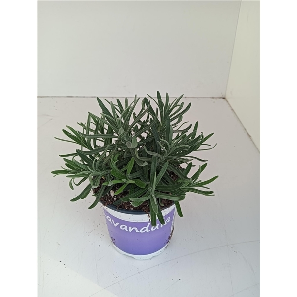 Lavandula angustifolia Hidcote 12Ø 34cm