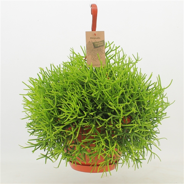 Rhipsalis Heteroclada Clara (Cites) 21Ø 40cm