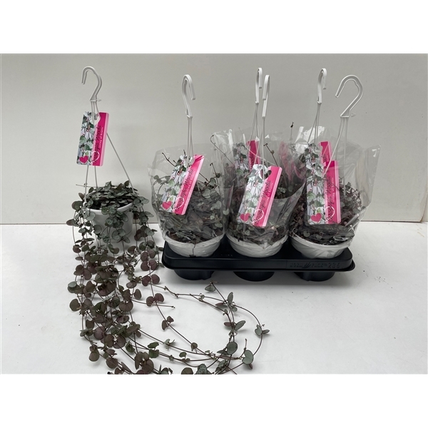 Ceropegia woodii Silver Glory 14Ø 70cm