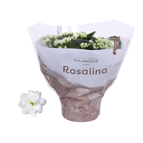 Kalanchoe Rosalina Don Dione TsT 15Ø 27cm