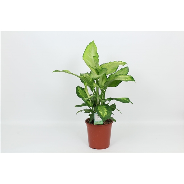 Dieffenbachia Ivory Green 24Ø 85cm