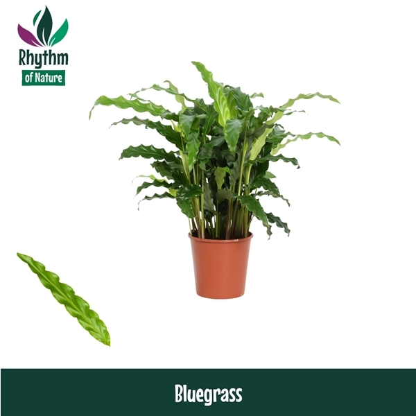 Calathea rufibarba Blue Grass 12Ø 40cm