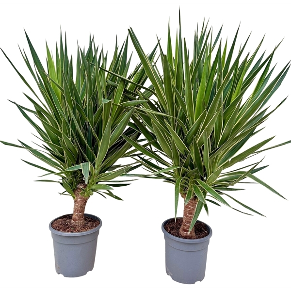 Yucca Puck Head 26Ø 140cm 1Head