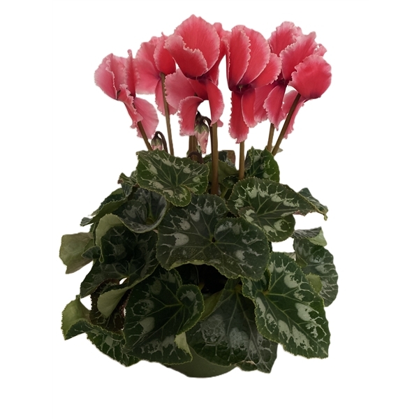 Cyclamen Halios Curly Litchi 13Ø 30cm