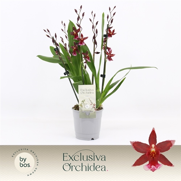 Cambria Barrocco Red (Cites) 12Ø 50cm 5st