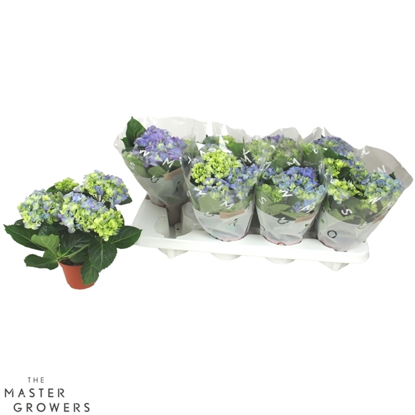 Hydrangea mac Early Blue 10Ø 22cm 3fl