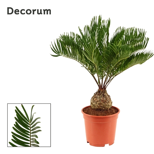 Zamia 17Ø 50cm 9v