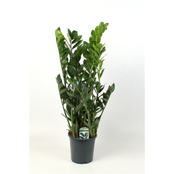 Zamioculcas zamiifolia  Lucky 21Ø 95cm 10st