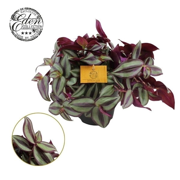 Tradescantia Zebrina 15Ø