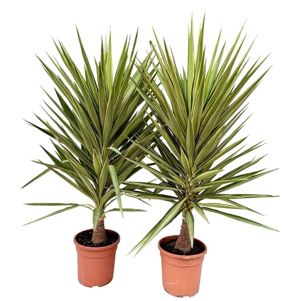Yucca elephantipes Jewel 30Ø 140cm 1Head