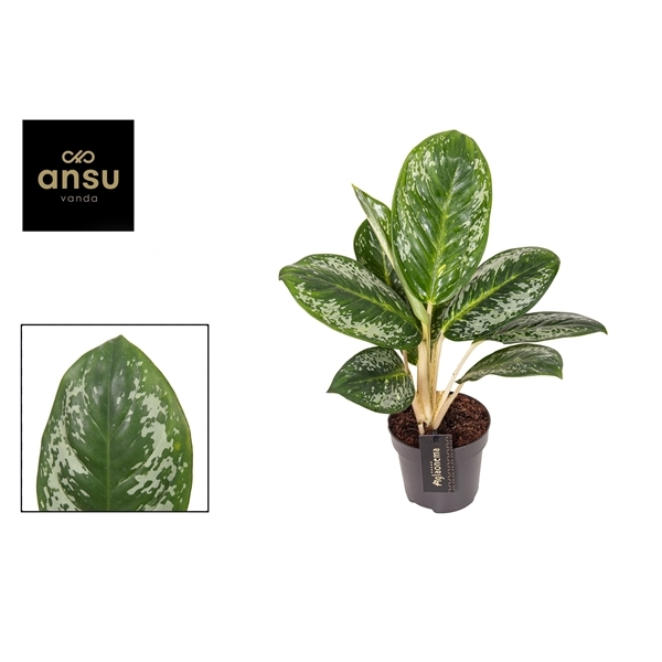Aglaonema Onyx Green 12Ø 40cm 1pp