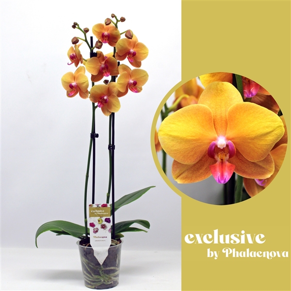 Phalaenopsis Buddha 12Ø 60cm 2st 16fl