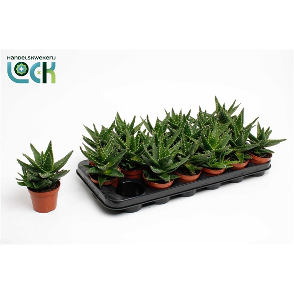Aloe Mitriformis (Cites) 8,5Ø 15cm