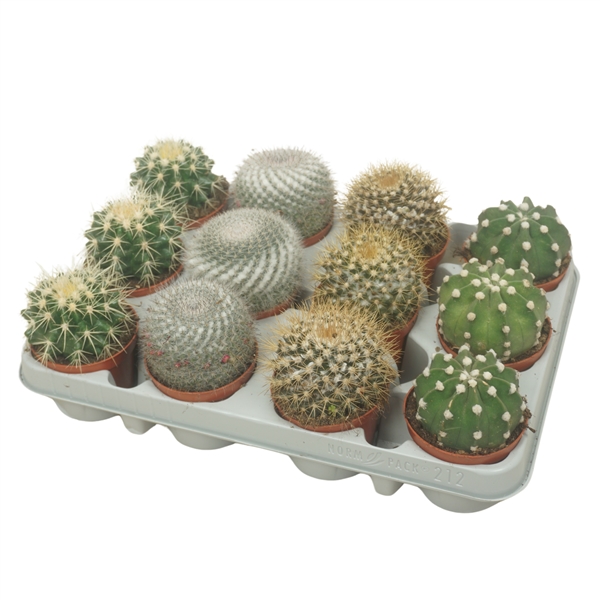 Cactus mix boll 8,5Ø 13cm