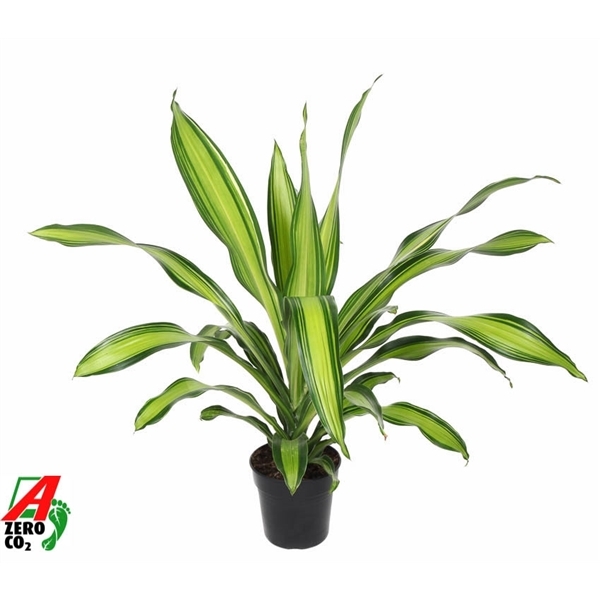 Dracaena fragrans Charley 21Ø 60cm 1pp