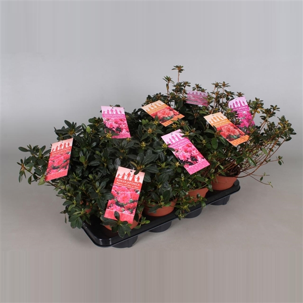 Rhododendron Japanse Azalea mix 13Ø 30cm 20Ø