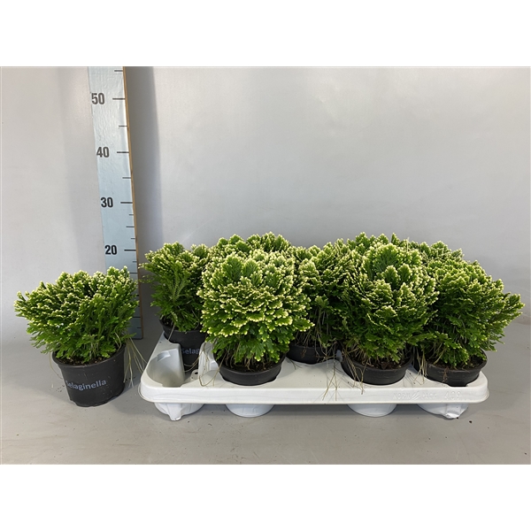 Selaginella martensii Jori 12Ø 25cm