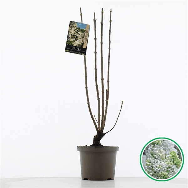 Syringa vulg. Souvenir de Alice Harding 23Ø 75cm