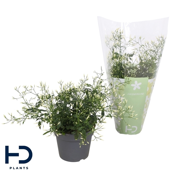 Jasminum polyanthum 12Ø 30cm 300fl