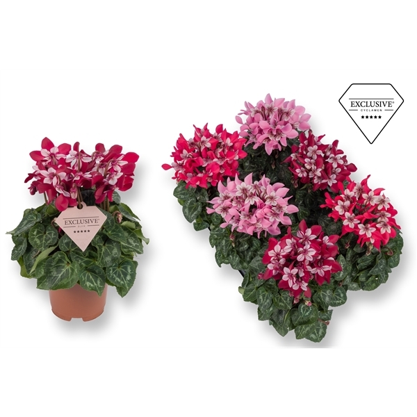 Cyclamen SS Djix Red/Wine Red mix 10,5Ø 20cm