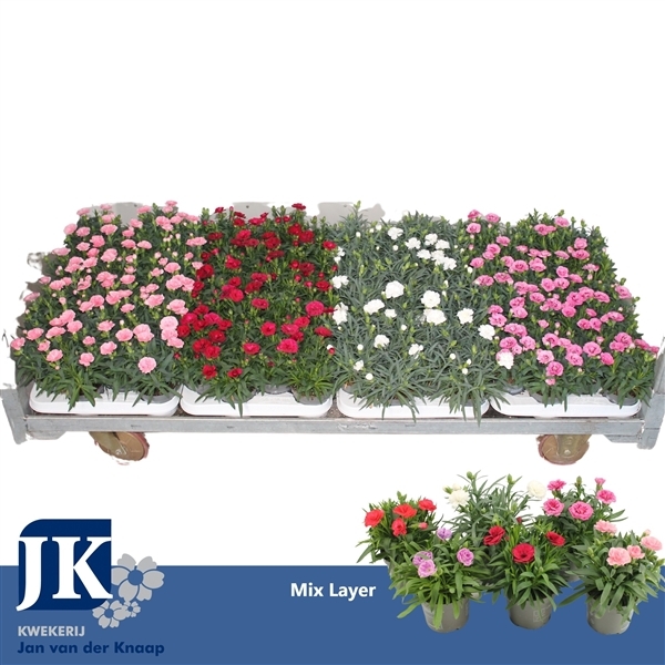Dianthus hybr. mix trolley 9Ø 15cm