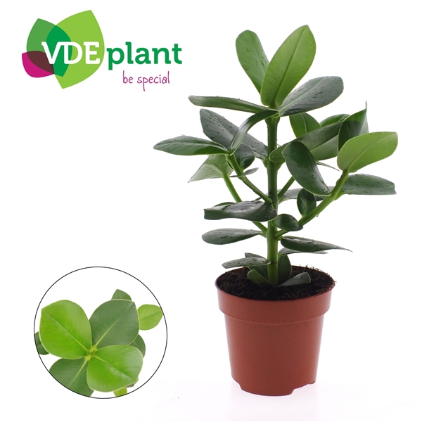 Clusia rosea Princess 12Ø 30cm 1pp