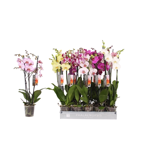 Phalaenopsis mix 12Ø 60cm 3st 22fl