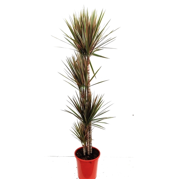 Dracaena marginata Bicolor 24Ø 145cm 4pp