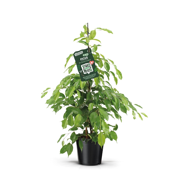 Ficus benjamina Exotica 21Ø 105cm 3pp