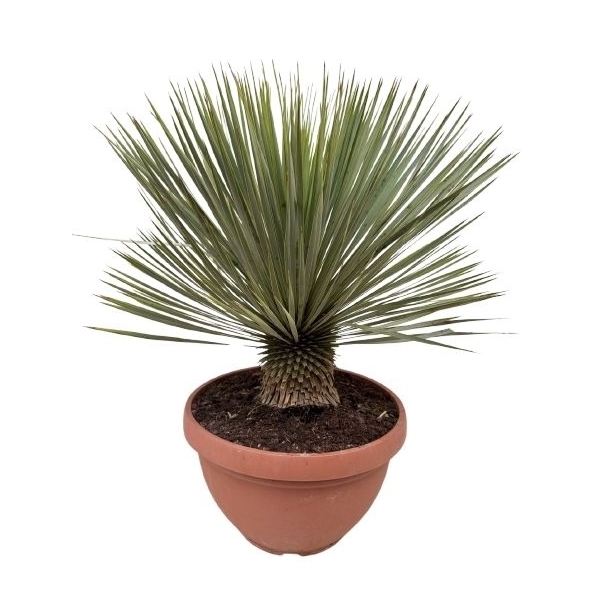 Yucca Rostrata 40Ø 85cm 1Head
