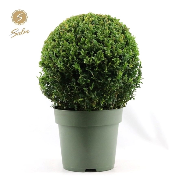 Buxus sempervirens ball 27Ø 48cm 35Ø