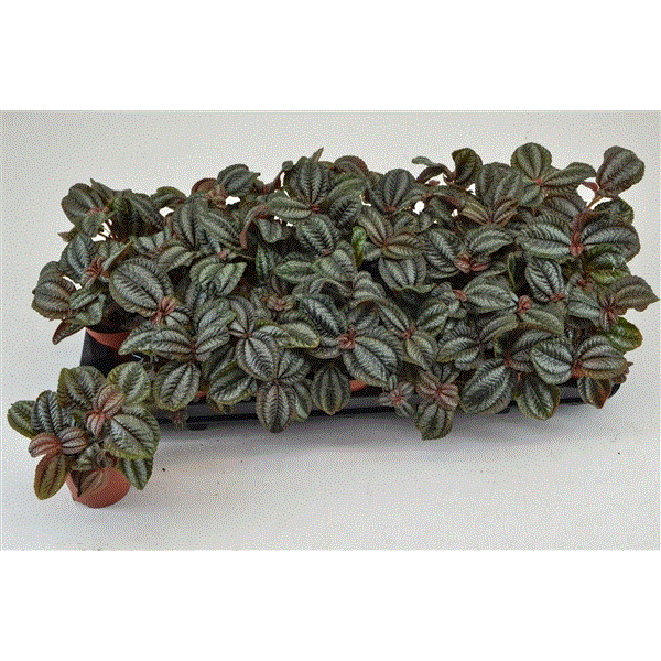 Pilea Norfolk 8,5Ø 10cm