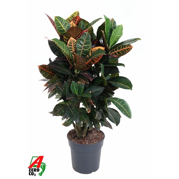 Codiaeum variegatum Petra 24Ø 90cm 1pp