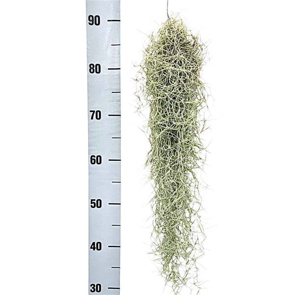 Tillandsia usneoides 3Ø 50cm