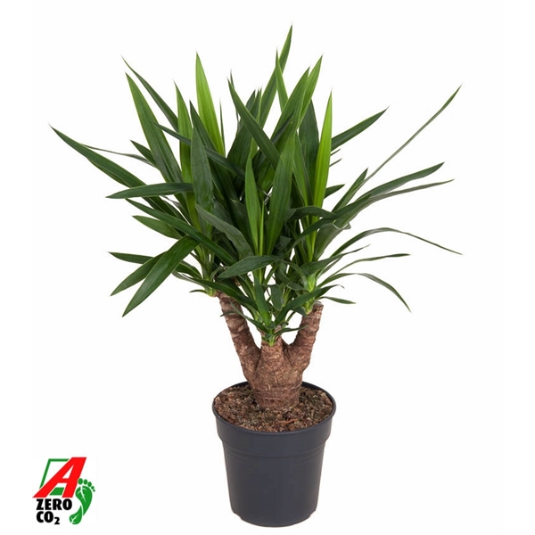 Yucca Elephantipes Branched 21Ø 80cm 2Head