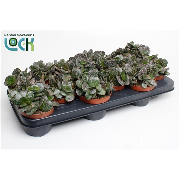 Adromischus cooperii 10,5Ø 15cm